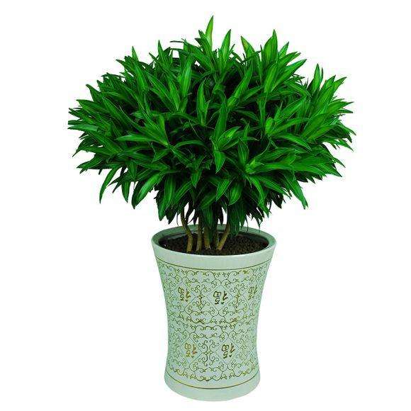 植物租擺，打造溫馨家居