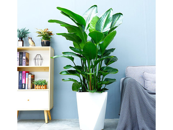 植物租賃服務(wù)：如何選擇合適的服務(wù)商