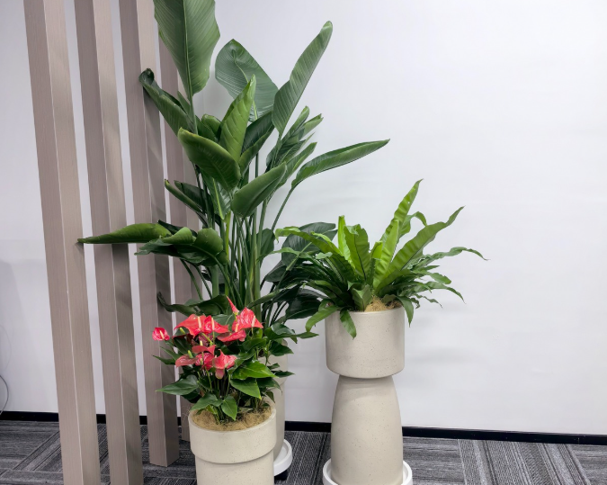 辦公室綠植租擺案例