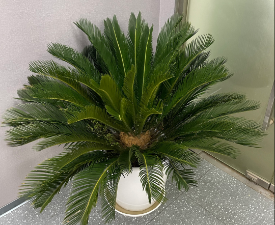 辦公室綠植租擺案例1