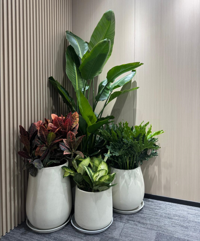 辦公室綠植租賃案例分享