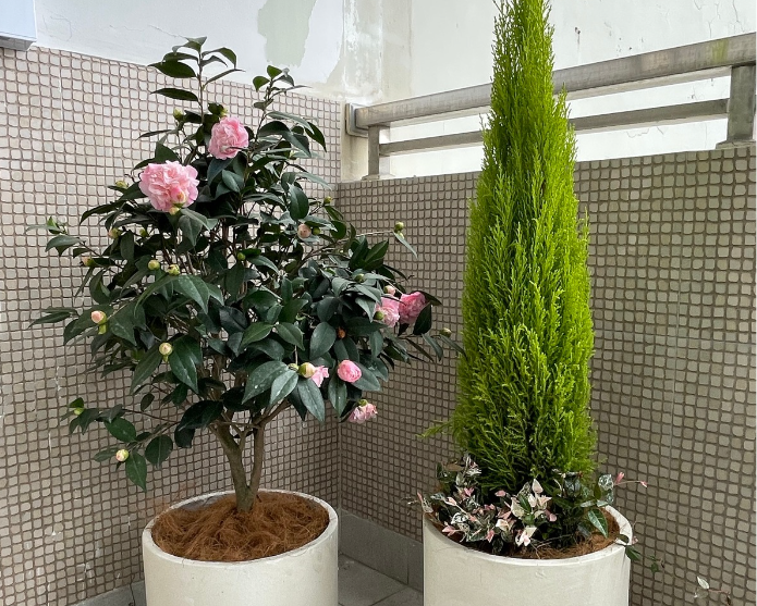 茶花陽(yáng)臺(tái)擺放